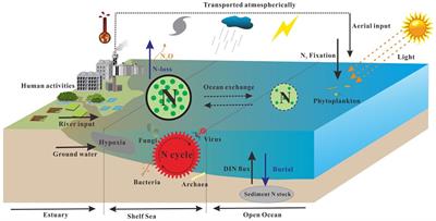 Editorial: Advances in estuarine and coastal nitrogen cycle